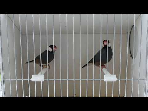 padda de java part15