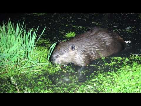 Watch This Beaver Come Up To Me and Sniff my Shoe in the Dark.