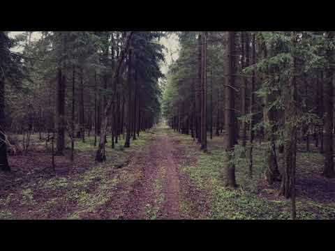 DJI Mavic Mini - Лес