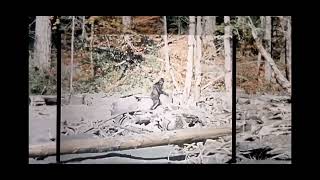 Does this AI enhanced Patterson-Gimlin footage prove the existence of Bigfoot?