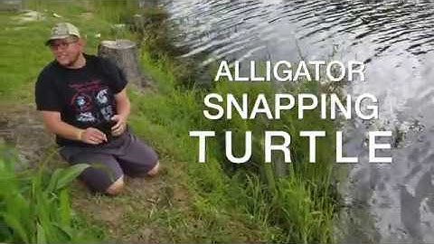 Man Comes Face to Face with Alligator Snapper!!!