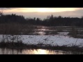 Beaver hunting in estonia