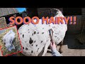 SO SATISFYING! 🤤 | Groom a moulting horse with me! | GOPRO | EquineAsh #1