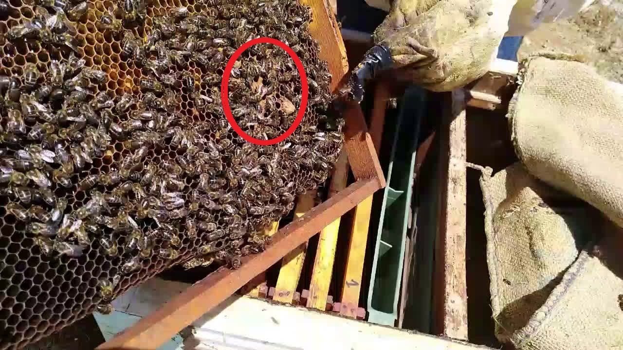 كيف تعرف أن الملكة ضعيفة من خلال الكشف على الخلية ؟