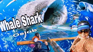 WHALE SHARK WATCHING AND FEEDING IN OSLOB CEBU | Estela D’ESCLAVELLES screenshot 5