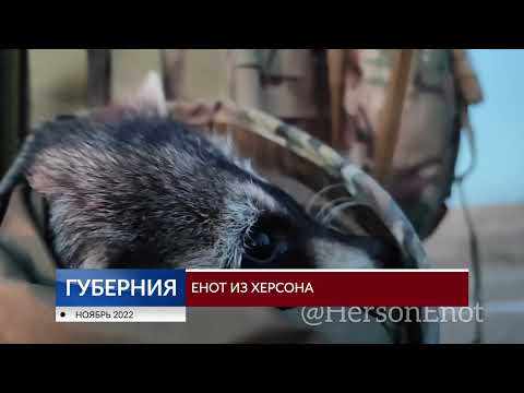 Енот из Херсона