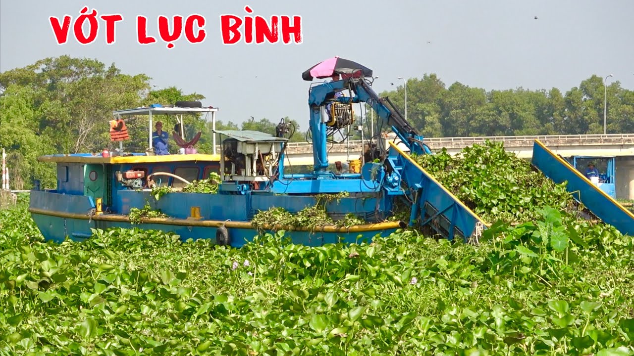 Lần đầu tiên gặp cảnh bâm và vớt lục bình quá tiện lợi
