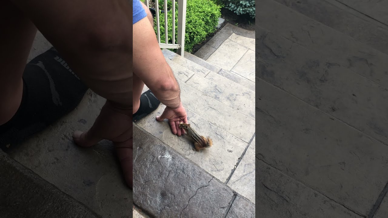 Chipmunk Visit After A Long Winter Break