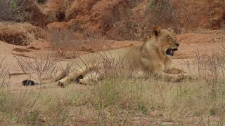 Lion With Barking Baboon Off Screen