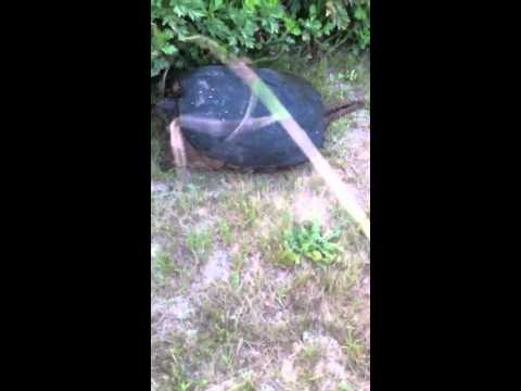 Huge snapping turtle