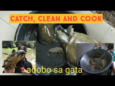 Video: Paano Pakainin Ang Mga Pagong Sa Dagat