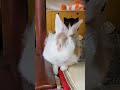 See how fluffy bunny falls asleep! #mofu #bunny #rabbit #cute #fluffy #pets #かわいい #可愛い #ふわふわ #うさぎ
