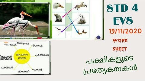 VICTERS channel STD 4 EVS online class activities