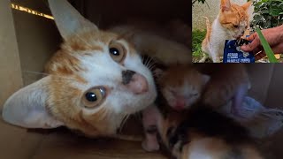 Homeless mama cat wanted to show us her newborn kittens.