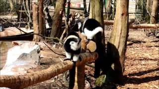Safari Des Lémuriens Au Zoo De Cerza Près De Lisieux