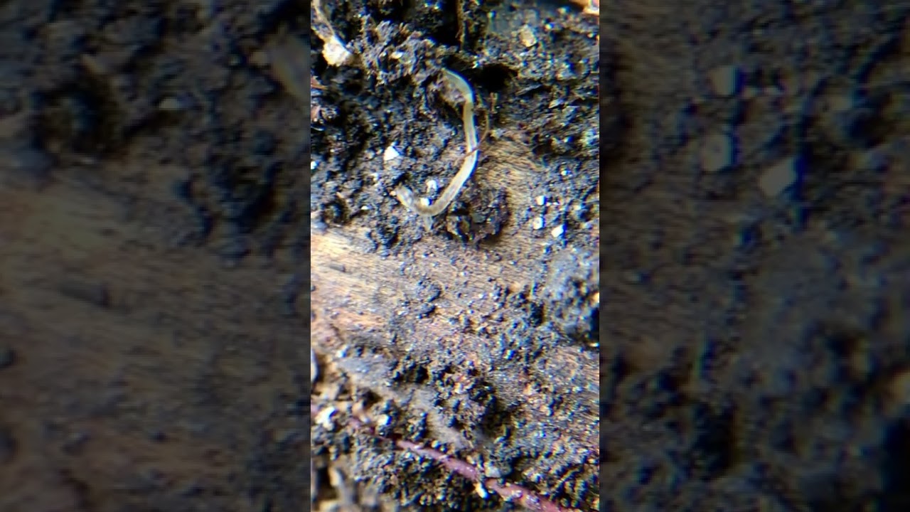 Tiny white translucent Pot Worm wriggling