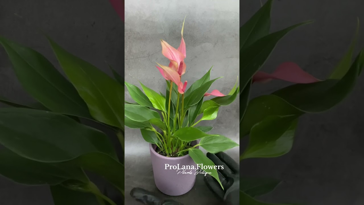 Обзор мини-сорта антуриум Лили