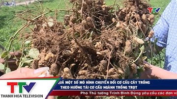 Hiệu quả một số mô hình chuyển đổi cơ cấu cây trồng  theo hướng tái cơ cấu ngành trồng trọt