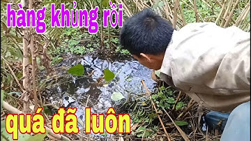 Cắm Câu Mồi Nhái Vườn Bỏ Hoang Dính Toàn Cá Lóc Đen Mun Thấy Ham # SĂN BẮT ĐỒNG THÁP #