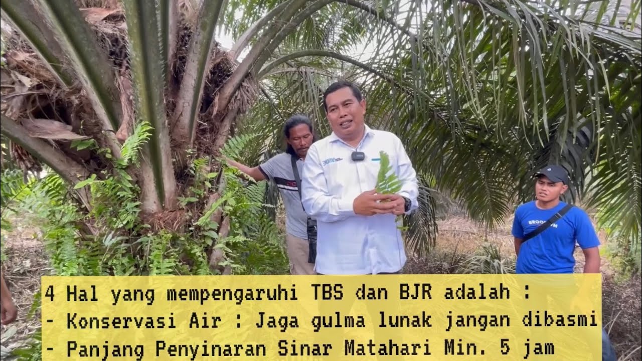 4 Hal Yang Mempengaruhi Tandan Buah Segar dan Berat Janjang Rata Rata Sawit By : Djend. Muhayat
