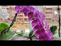 15 из 16 орхидей на одном окне будут цвести! Как достичь такого успеха? Цветение орхидей
