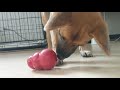保護犬ドミノ、コング社のおやつを入れるおもちゃを買ってもらって、遊ぶ❣（お姉ちゃんピアノ練習中