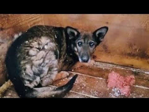 Видео: В московском приюте нашли собаку, забытую всеми 6 лет назад, на это невозможно смотреть без слёз