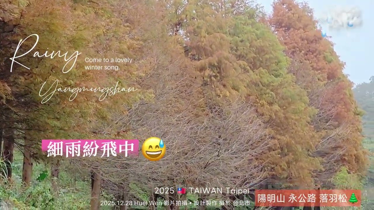 2025.12.28🚶走在陽明山〔永公路〕落羽松林下，彷彿置身於冬季戀歌的場景，筆直高挺的落羽松 有種說不出的美🩷第一次來到這裡 感謝地主免費開放入園🌲攝於台北市陽明山永公路500巷 感謝現場遊客入鏡
