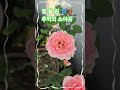#사계장미가아름답게폈어요 #정동원