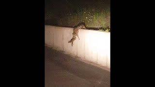 Beautiful teamwork by a raccoon mother and her babies || ViralHog Occurred June 16, 2016 / Camdenton High School, Camdenton, Missouri, USA

"I am a Police Officer in Camdenton Missouri and was working security one evening at the local High School. I saw the mother raccoon on the wall with one of her babies as she was attempting to get her other baby over the wall. The mother raccoon leaned over the wall as the baby held onto her legs so she could reach out and grab the other baby and pull him up. Great example of a mothers love and teamwork!" -Chris Williams

For licensing or usage, contact licensing@viralhog.com