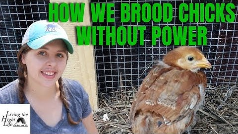 STEP BY STEP ON HOW TO RAISE CHICKS WITHOUT ELECTRICITY! How we brood chicks off grid