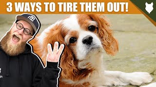 3 Tips To Tire Out Your SPANIEL Puppy