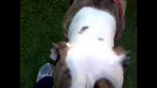 Princess (ID #A560865)