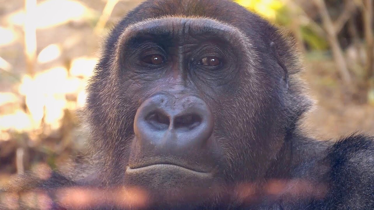 Young Male Gorilla Wants To Play With Silverback Alpha Male