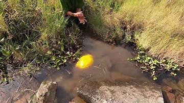 Kích Phải Rùa Vàng Kim Quy 100 Tuổi | Thú Vui 3 Miền