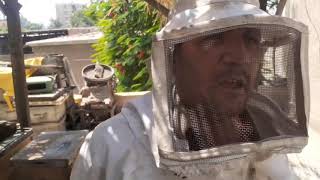 ربح الاف الدولارات من مشروع تربية نحل العسل He made thousands of dollars from beekeeping