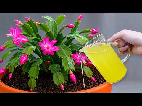 🌸It's magical. Just 1 glass makes so many flowers explode (Any plant)