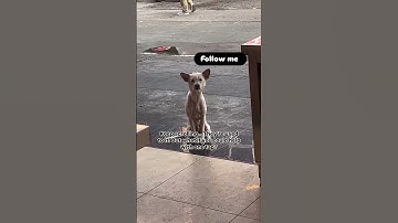 Anything you can contribute PayPal link in bio please 🙏🏻 donate #shortsvideo #shortsviral #pets