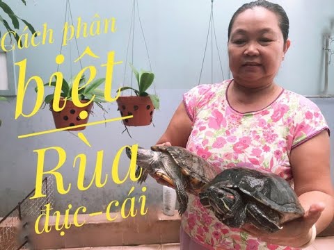 Video: Cách Phân Biệt Rùa Cái Với Rùa đực