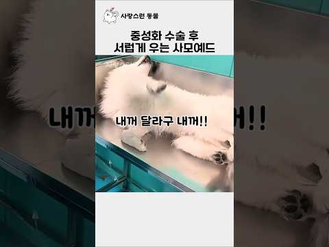중성화 수술 후 서럽게 우는 사모예드 thumbnail