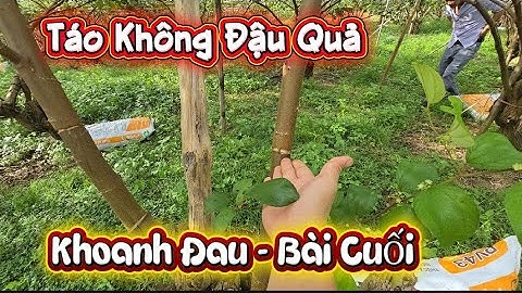 TÁO KHÔNG KHOANH ĐAU-  BÀI CUỐI I NÚI ĐỒI LỤC NGẠN 