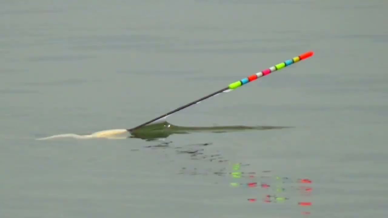 Selalu dapat besar di Spot Mancing Tanggulasi WkO....