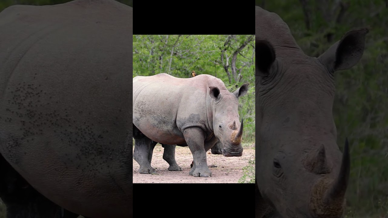 Animals Starting With R| Learn Animal Words That Start With Letters R 