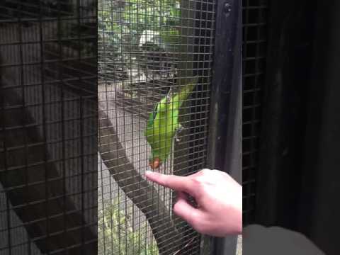 Active parrot. So friendly