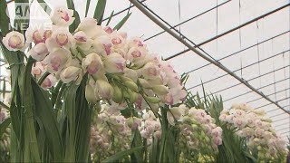 ピンクや白、黄色・・・シンビジウムの出荷最盛期(18/12/09)