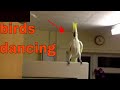 Cockatoo finding out he is going to the vet - YouTube