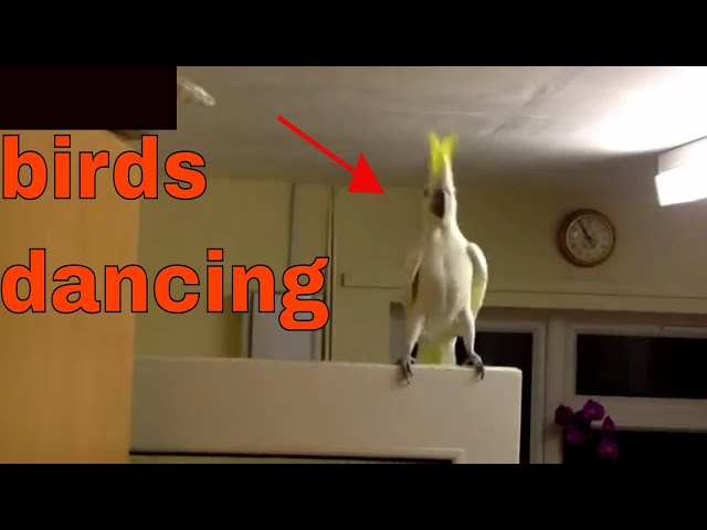 Birds Dancing To Music 🦅🐦🐥 class=