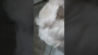 He Is Again Here