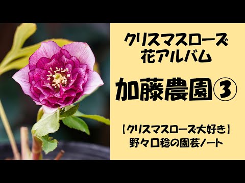 つむ　7681 認定！八咫烏　クリスマスローズ開花　加藤農園 つむ様専用 7681 認定！八咫烏 クリスマスローズ開花 加藤農園