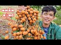 Sang Vlog - Thử Thách Lang Thang Trên Rừng Tìm Trái Cây